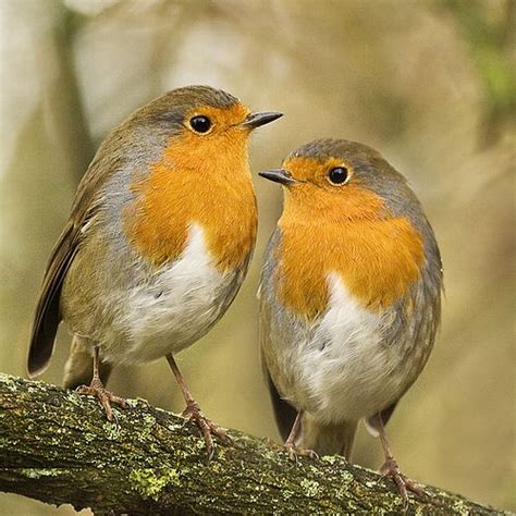 Image Result For Two Robins On Branch Robin Image Animals