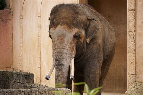 Hd Wallpaper Elephant Structure Tusks Ivory Wrinkled Skin