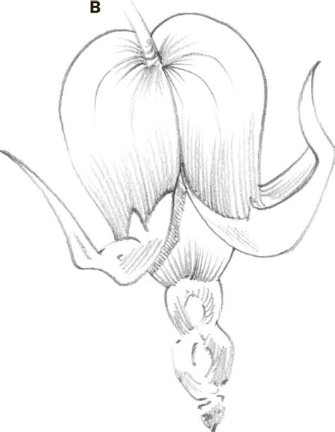 6 987 tumblr png cliparts for free download uihere. Bleeding Heart - Drawing: Flowers with William F. Powell Book