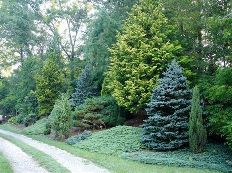 5 Practical Tips To Beauty Your Garden Evergreen Landscape Evergreen