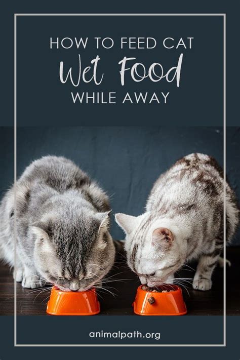 If you have a busy routine. How To Feed Cat Wet Food While Away in 2020 | Cats, Cat ...
