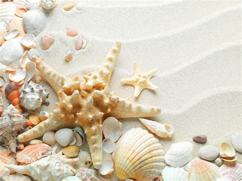 Cute Seashell Wallpapers Top Free Cute Seashell Backgrounds Wallpaperaccess