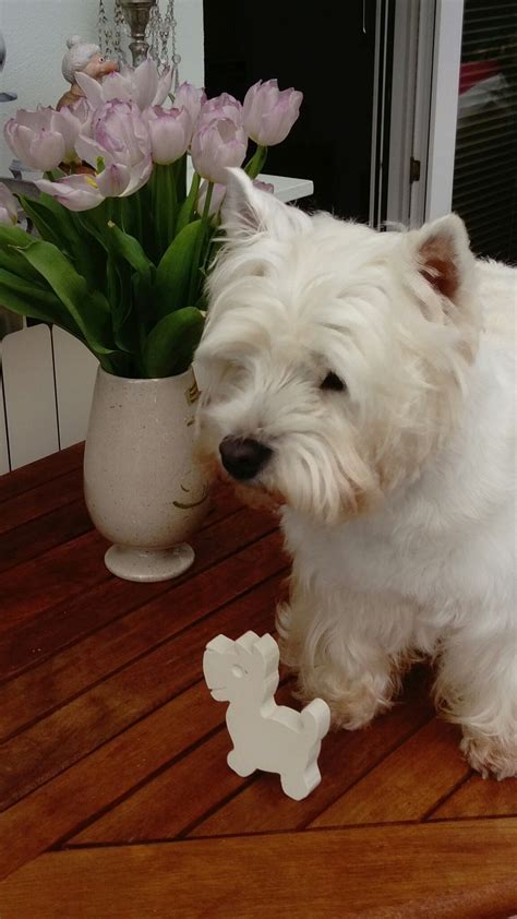 Tally After Her Bath Clean For 5 Minutes Westie Puppies Westies