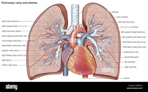 Pulmonary Veins And Arteries Stock Photo Alamy
