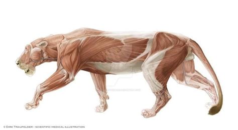 Lion Anatomy 2 By Dirktraufelder On Deviantart Lion Anatomy Feline