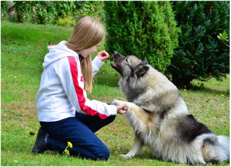 Comment Choisir Une Race De Chien