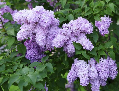 If You Are Lucky Enough To Have Lilacs In Your Flower Garden You Would
