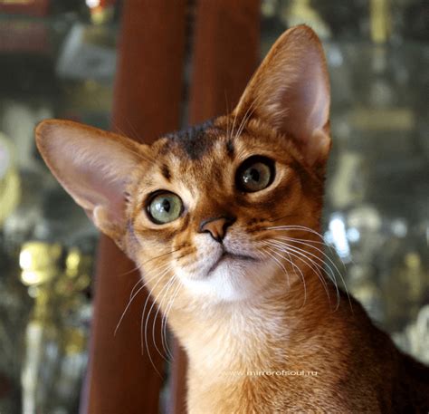 Абиссинская кошка Питомник абиссинских кошек Mirrorofsoul