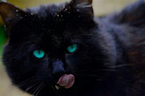 Beautiful Black Cats ェ´ I Love Cats Cat Obsession Cats
