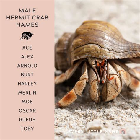 150 Best Hermit Crab Names Cute Funny And Cool Ideas Every