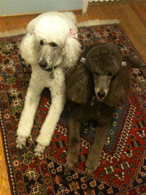 Good Girls Martini And Cindy Poodle Pin Poodle Puppy Pretty Poodles