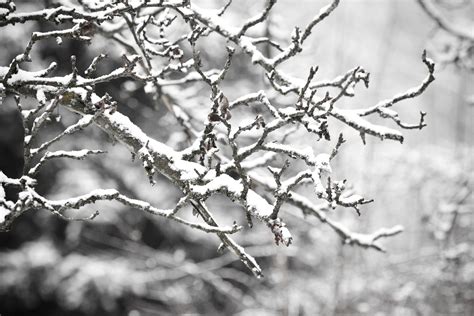 Free Images Tree Nature Branch Snow Cold Winter Black And White