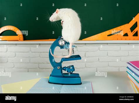 Knowledge And Education Concept White Rat Sitting On Microscope Copy