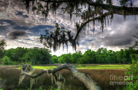 Live Oak Marsh View Photograph By Dale Powell Fine Art America