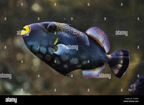 Clown Triggerfish Balistoides Conspicillum Also Known As The