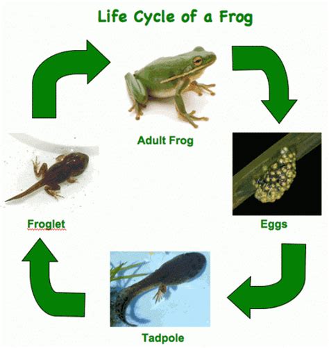 Check spelling or type a new query. Frog Lifecycle - WELCOME TO MRS. WEITZ'S GRADE 2-3 ...