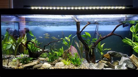 Regarding tropical fish, surely you know by now which species are more suited for your future aquascapes. 75 Gallon Freshwater Planted, about 3 months old | 75 ...