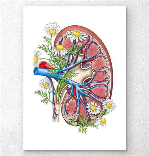 Kidney With Flowers White Anatomy Art Biology Art Biology Drawing