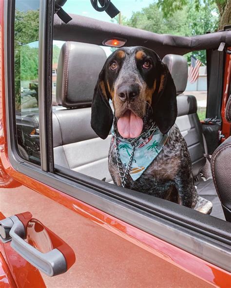 14 Pictures Only Coonhound Dog Owners Will Think Are Funny