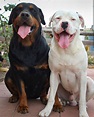 First albino Rottweiler I've ever seen | Rottweiler, Rottweiler dog ...