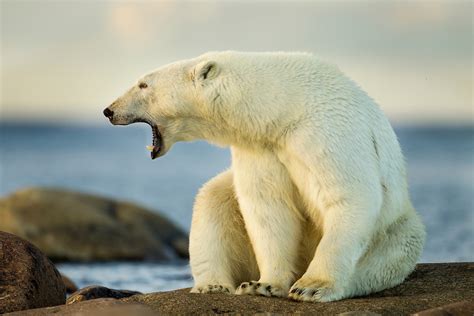 Polar Bear Hudson Bay Manitoba Canada Paul Souders Worldfoto