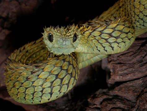 Atheris Is A Genus Of Venomous Vipers Found Only In Tropical Subsaharan