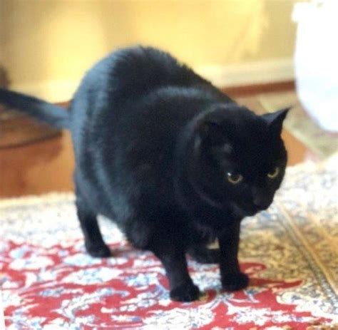 Child Friendly Black Cat For Private Adoption In Sterling Va Supplies