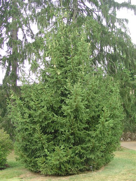 Widely Planted Norway Spruce What Grows There Hugh Conlon