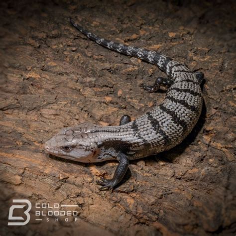 Juvenile Axanthic Halmahera Blue Tongue Skink