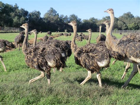 Ostrich Teenagers Ostrich Safari Farm Tour