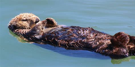 Morro Bay Sea Otter Viewing Outdoor Project