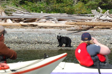 Combine The Best Of Coastal Bc In One Whale Watching Kayak Expedition