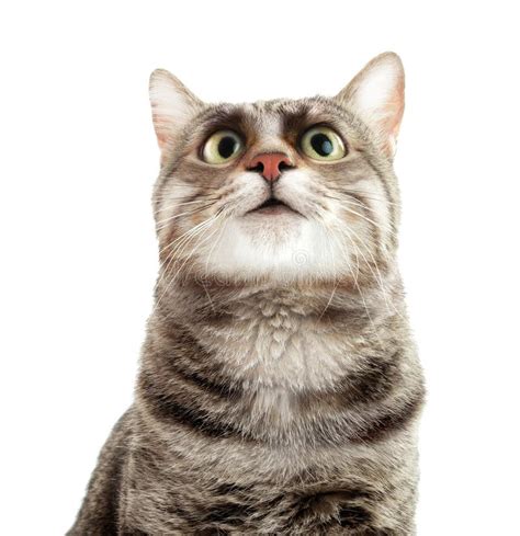 Portrait Of Cute Funny Cat With Big Eye Stock Photo Image Of Joke
