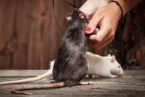 Can You Teach Rats Tricks