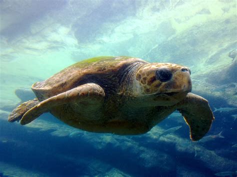 Free Images Ocean Underwater Blue Sea Turtle Reptile Fauna
