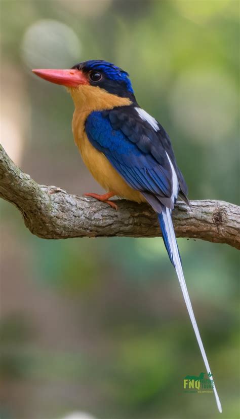 North Queensland Tropical Birding Tour Australia Activities In