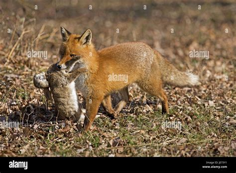 Red Fox With Prey Vulpes Vulpes Stock Photo Alamy
