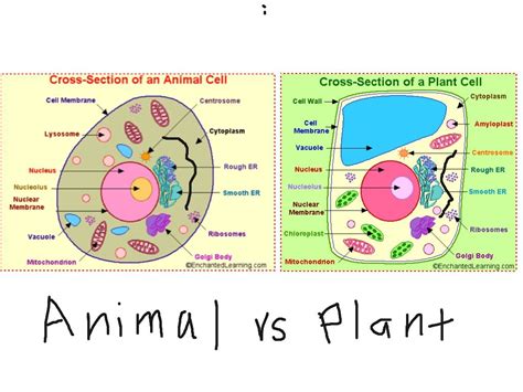 Plant And Animal Cells Animal Cell Plant And Animal Cells Plant Cell