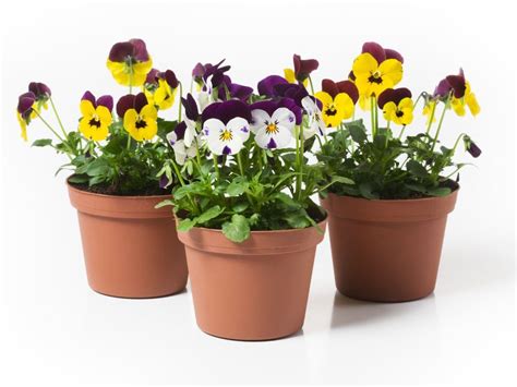 Can Pansies Grow In Pots Learn About Pansy Care In Containers