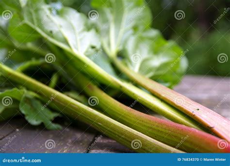 Fresh Rhubarb Stalks With Leaves Closeup Stock Photo Image Of Leaf
