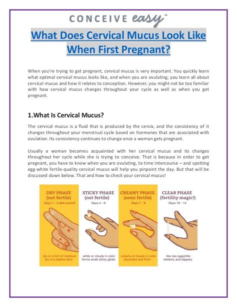 What Does Cervical Mucus Look Like When First Pregnant