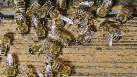 Dcs Swarm Squad Keeps Bees At Bay Without Killing Them Bbc News