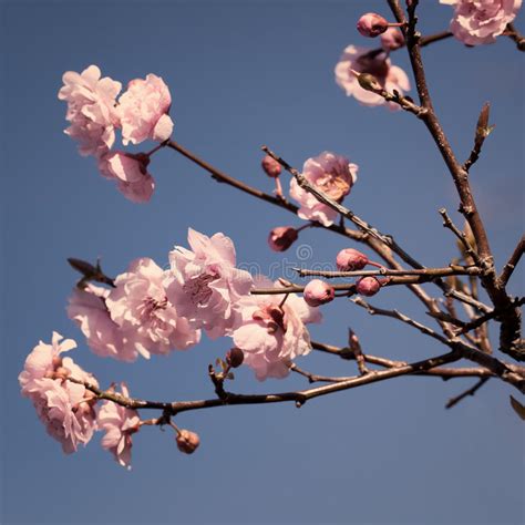 Close Up Of Pink Cherry Blossom Branch On A Sunny Spring Day On Stock