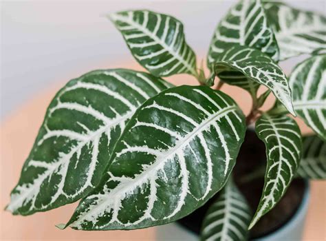 Zebra Plant Indoor Care And Growing Guide
