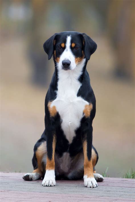 Best Loved ️ Portrait Of An Entlebucher Sennenhund Puppy Dog