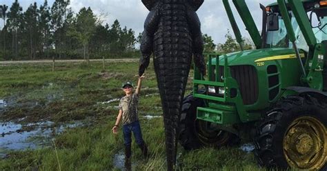 Florida Hunters Claim To Kill Monster 800 Pound Alligator
