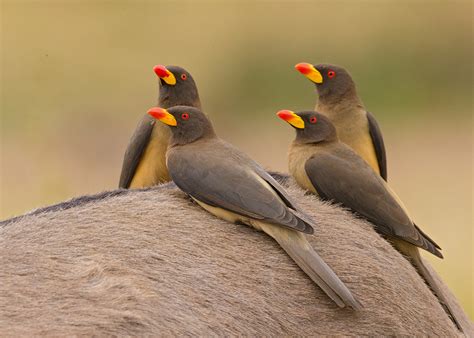 The Mystery Bird Yellow Billed Oxpecker