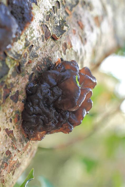 We did not find results for: Jelly Fungi - wildlifemacro