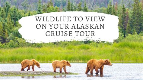 Wildlife To View On Your Alaskan Cruise Tour With Rlx Travel Group