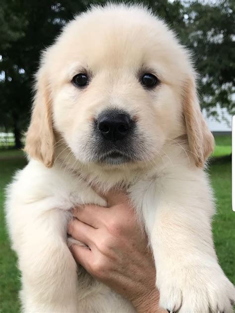 Golden Retriever Puppies For Sale Pottstown Pa 283375